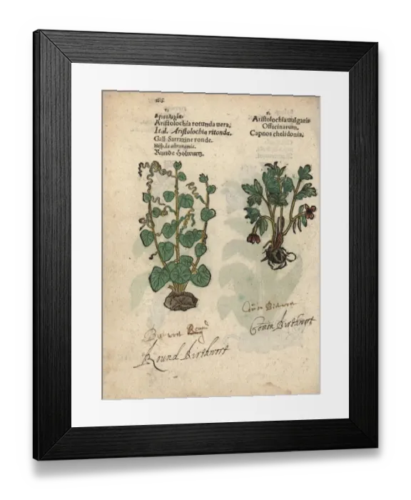 Framed Print : Smearwort, Aristolochia rotunda vera Framed Print : Smearwort, Aristolochia rotunda vera