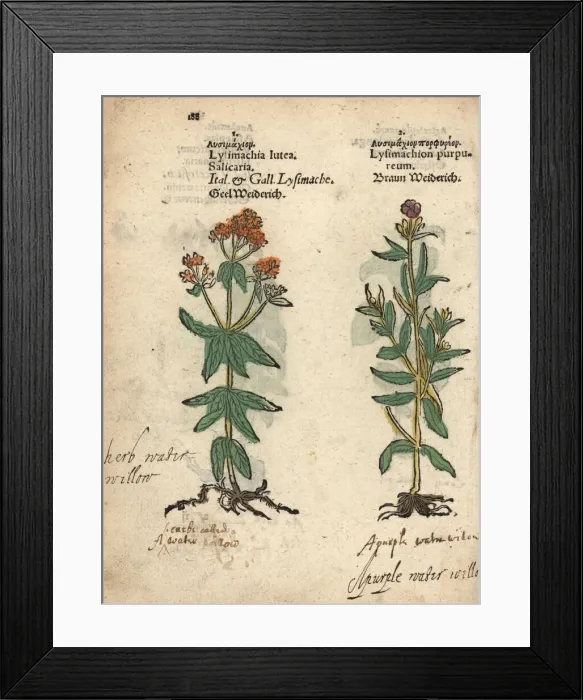 Framed Print : Yellow loosestrife, Lysimachia vulgaris Framed Print : Yellow loosestrife, Lysimachia vulgaris