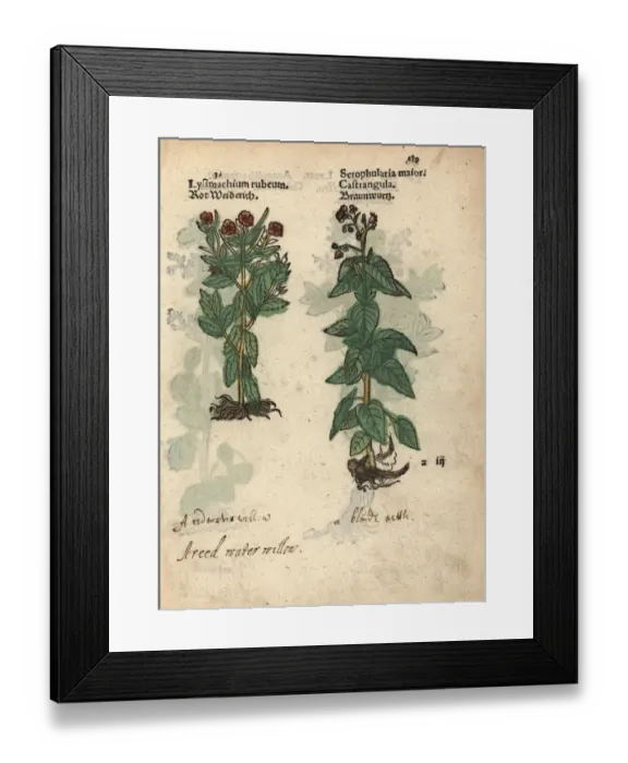 Framed Print : Red loosestrife, Lysimachium rubeum, and figwort Framed Print : Red loosestrife, Lysimachium rubeum, and figwort