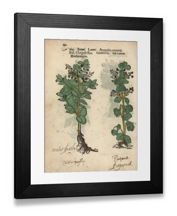 Framed Print : Water parsnip, Sium suave, and water speedwell Framed Print : Water parsnip, Sium suave, and water speedwell