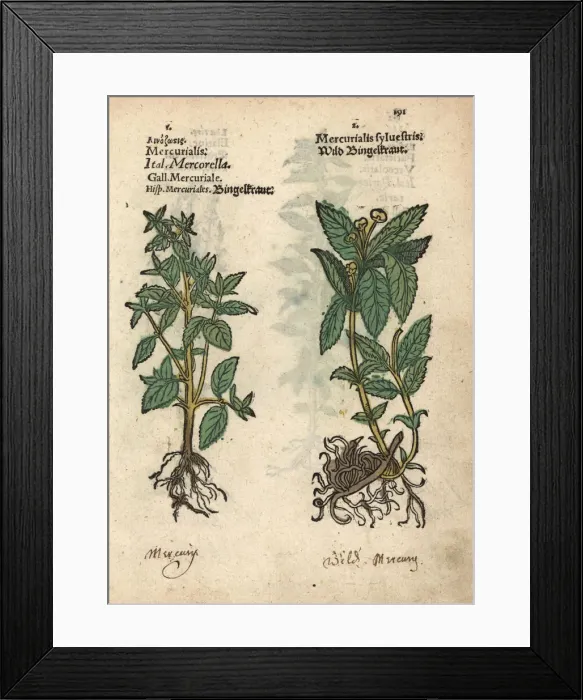 Framed Print : Annual mercury, Mercurialis annua, and dog Framed Print : Annual mercury, Mercurialis annua, and dog