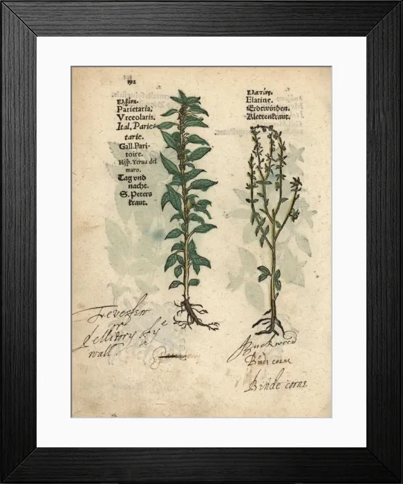 Framed Print : Pellitory of the wall, Parietaria officinalis Framed Print : Pellitory of the wall, Parietaria officinalis