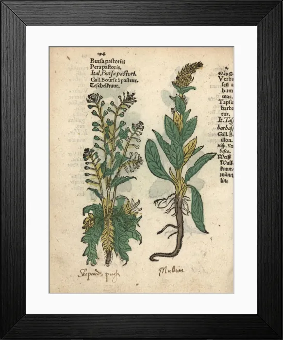 Framed Print : Shepherds purse, Capsella bursa-pastoris Framed Print : Shepherds purse, Capsella bursa-pastoris