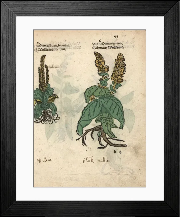 Framed Print : Mullein, Verbascum album foemina, and dark Framed Print : Mullein, Verbascum album foemina, and dark