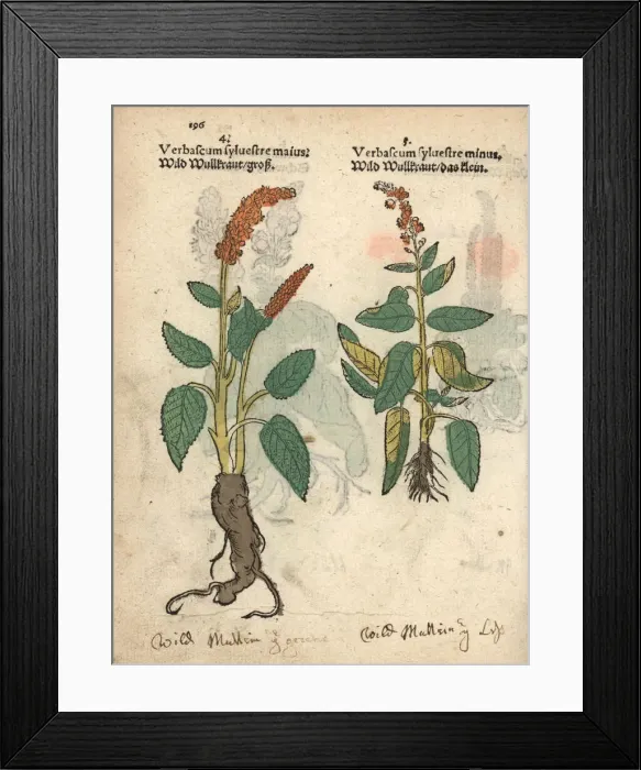 Framed Print : Dark mullein, Verbascum nigrum, varieties Framed Print : Dark mullein, Verbascum nigrum, varieties