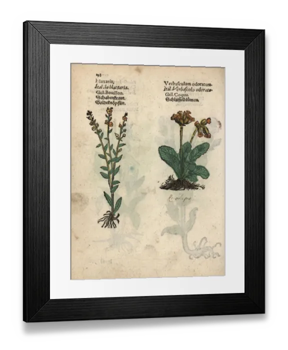Framed Print : Moth mullein, Verbascum blattaria, and cowslip Framed Print : Moth mullein, Verbascum blattaria, and cowslip