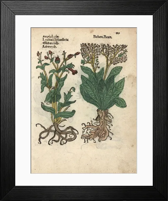 Framed Print : Red campion, Silene dioica, and white behmen Framed Print : Red campion, Silene dioica, and white behmen