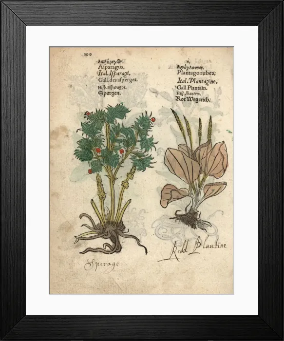 Framed Print : Asparagus, Asparagus officinalis, and red Framed Print : Asparagus, Asparagus officinalis, and red