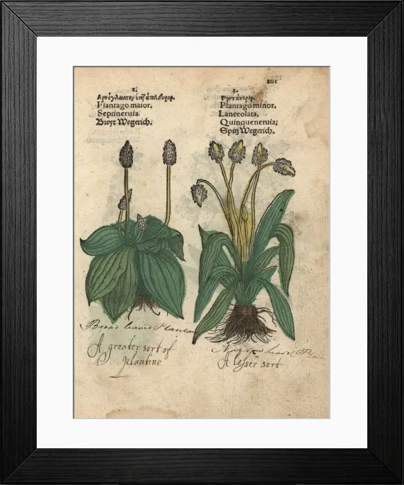 Framed Print : Plantain, Plantago major, and ribwort plantain Framed Print : Plantain, Plantago major, and ribwort plantain