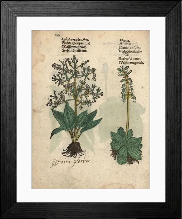 Framed Print : Northern water plantain, Alisma triviale Framed Print : Northern water plantain, Alisma triviale