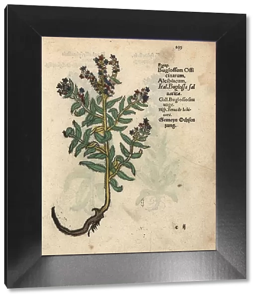 Vipers bugloss, Echium vulgare