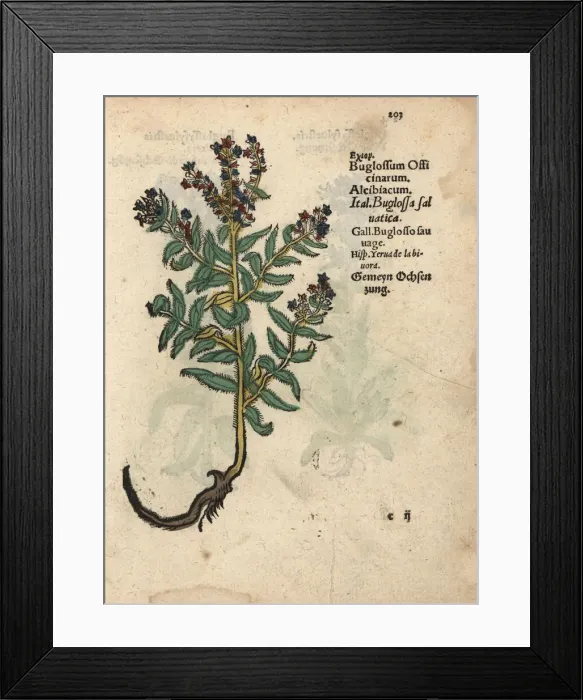 Framed Print : Vipers bugloss, Echium vulgare Framed Print : Vipers bugloss, Echium vulgare