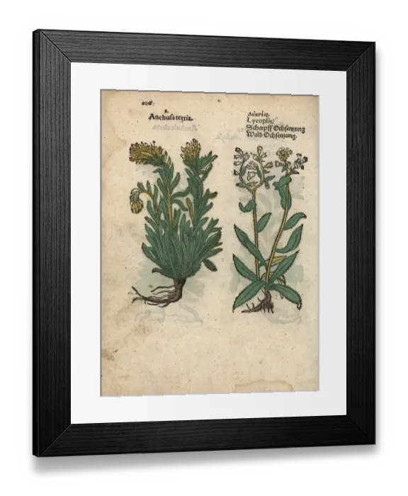 Framed Print : Species of yellow bugloss, Anchusa officinalis Framed Print : Species of yellow bugloss, Anchusa officinalis