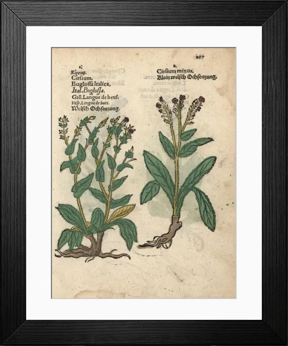 Framed Print : Italian bugloss species, Anchusa azurea Framed Print : Italian bugloss species, Anchusa azurea