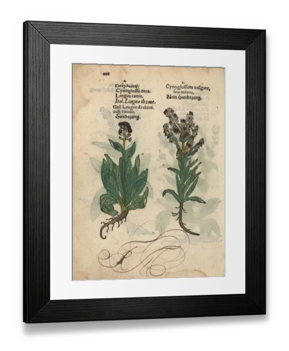 Framed Print : Houndstongue species, Cynoglossum officinale Framed Print : Houndstongue species, Cynoglossum officinale