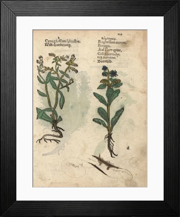 Framed Print : Wild houndstongue, Cynoglossum officinalis Framed Print : Wild houndstongue, Cynoglossum officinalis
