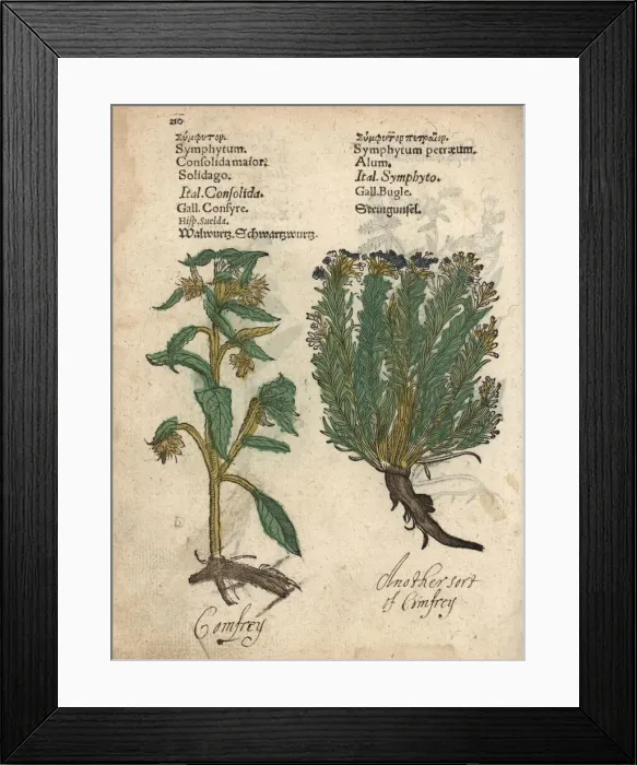 Framed Print : Comfrey, Symphytum officinale, and savory Framed Print : Comfrey, Symphytum officinale, and savory