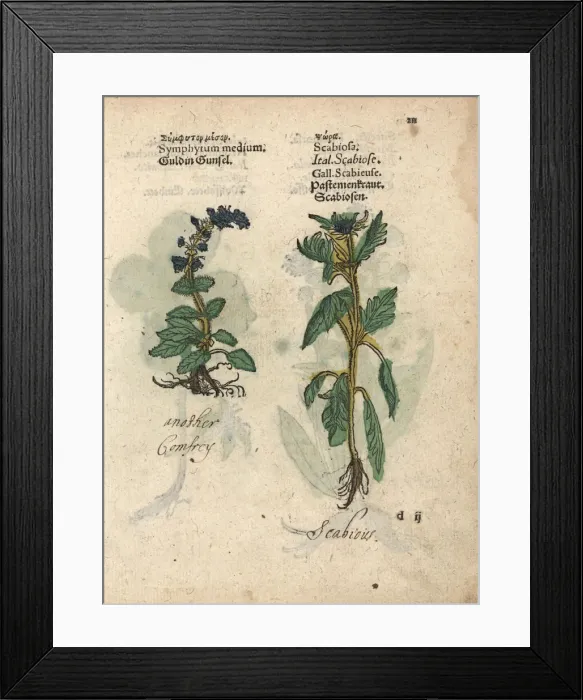 Framed Print : Comfrey species, Symphytum officinale Framed Print : Comfrey species, Symphytum officinale