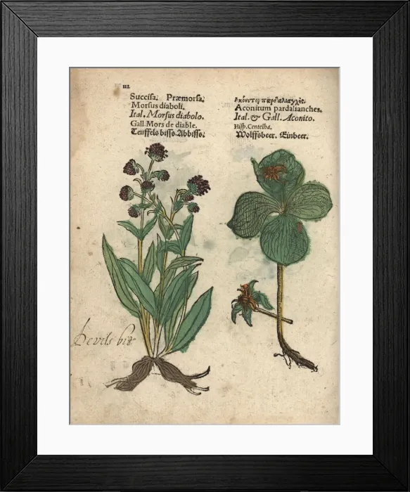 Framed Print : Devils bit scabious, Succisa pratensis