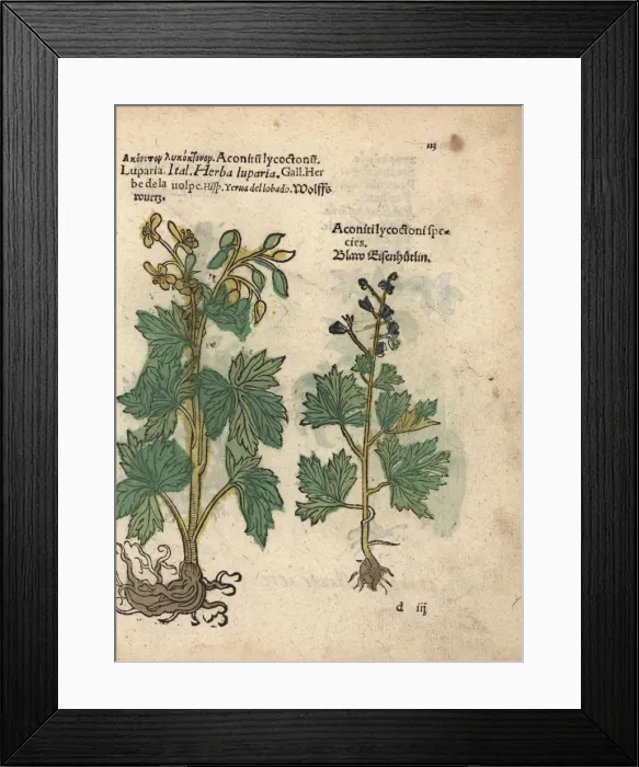 Framed Print : Northern wolfsbane species, Aconitum lycoctonum Framed Print : Northern wolfsbane species, Aconitum lycoctonum