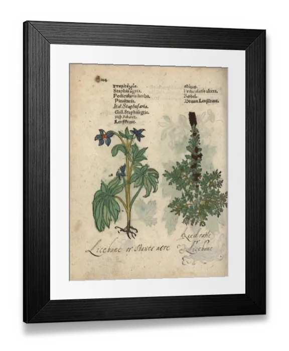 Framed Print : Lice bane, Delphinium staphisagria, and lousewort Framed Print : Lice bane, Delphinium staphisagria, and lousewort