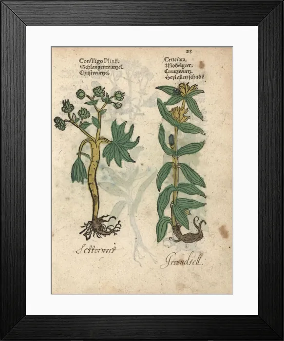 Framed Print : Stinking hellebore, Helleborus foetidus Framed Print : Stinking hellebore, Helleborus foetidus