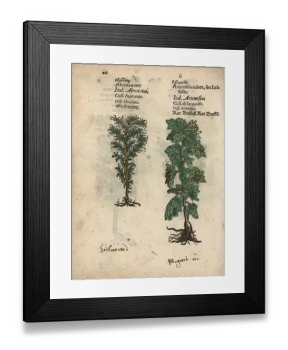 Framed Print : Southernwood, Artemisia abrotanum, and mugwort Framed Print : Southernwood, Artemisia abrotanum, and mugwort