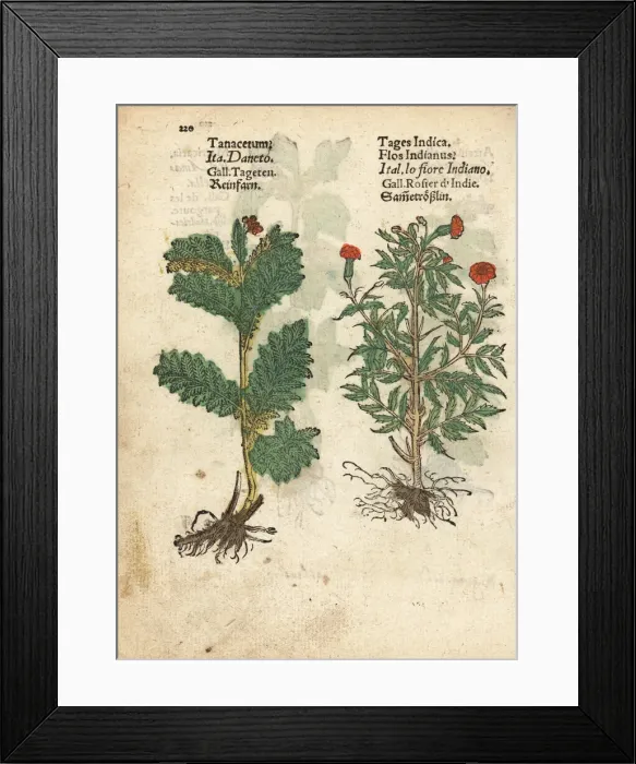 Framed Print : Feverfew, Tanacetum parthenium, and Mexican Framed Print : Feverfew, Tanacetum parthenium, and Mexican