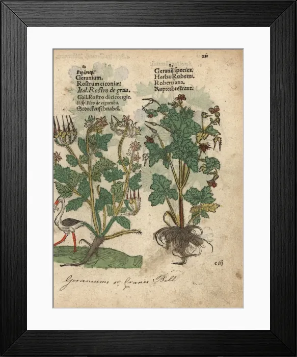 Framed Print : Geranium or cranesbill, Geranium species Framed Print : Geranium or cranesbill, Geranium species