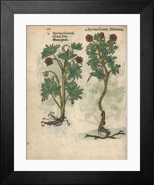 Framed Print : Gratia Dei cranesbill and bloody cranesbill Framed Print : Gratia Dei cranesbill and bloody cranesbill