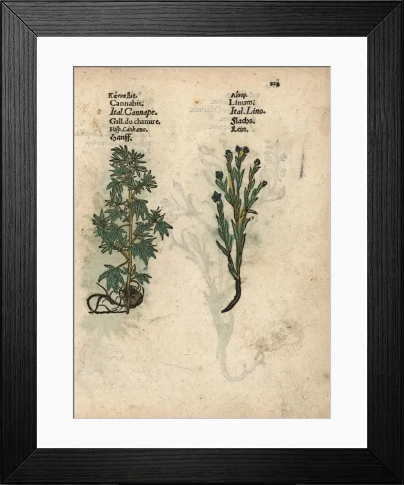 Framed Print : Cannabis, Cannabis sativa, and flax, Linum usitatissimum Framed Print : Cannabis, Cannabis sativa, and flax, Linum usitatissimum