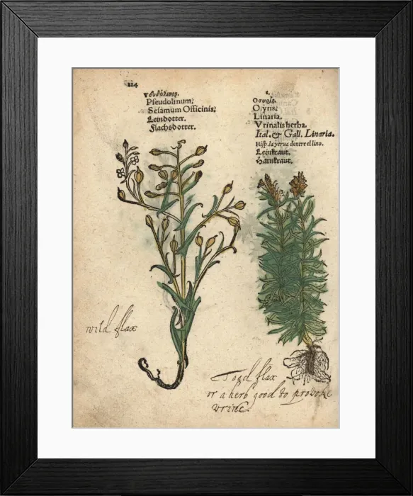 Framed Print : German sesame, Myagrum sativum, and toadflax Framed Print : German sesame, Myagrum sativum, and toadflax