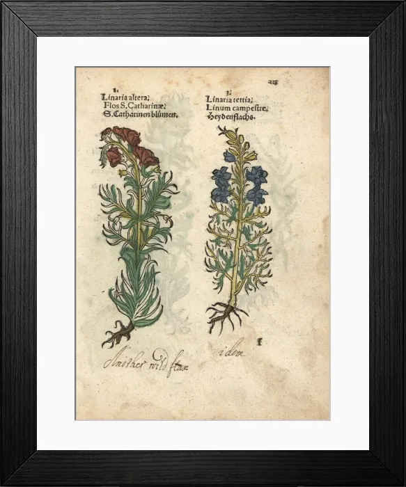 Framed Print : Toadflax species, Linaria vulgaris Framed Print : Toadflax species, Linaria vulgaris