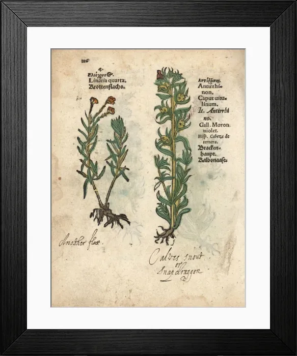 Framed Print : Toadflax, Linaria vulgaris, and snapdragon Framed Print : Toadflax, Linaria vulgaris, and snapdragon