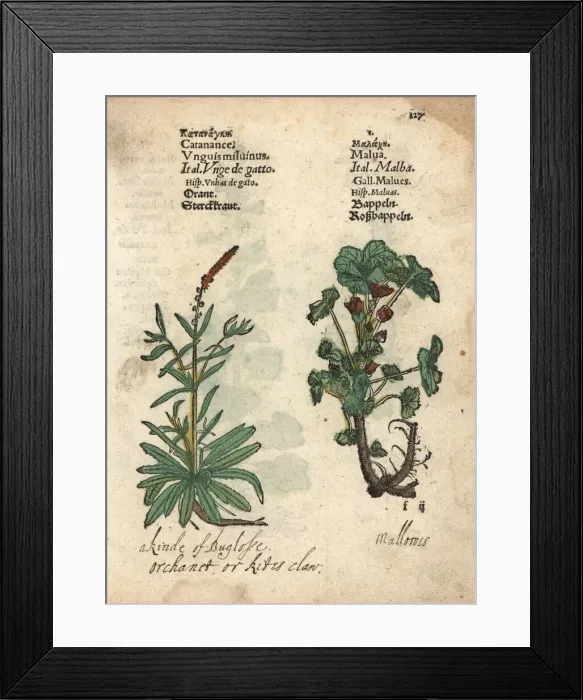 Framed Print : Yellow catananche, Catananche lutea, and mallow Framed Print : Yellow catananche, Catananche lutea, and mallow