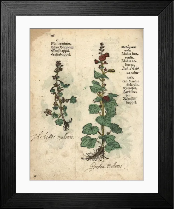 Framed Print : Mallow variety, Malva minor and common hollyhock Framed Print : Mallow variety, Malva minor and common hollyhock