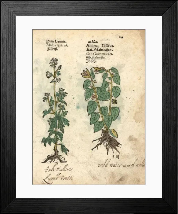 Framed Print : Mallow, and marshmallow, Althaea officinalis Framed Print : Mallow, and marshmallow, Althaea officinalis
