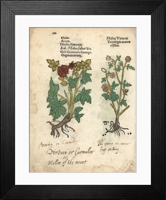 Framed Print : Greater musk-mallow, Malva alcea Framed Print : Greater musk-mallow, Malva alcea