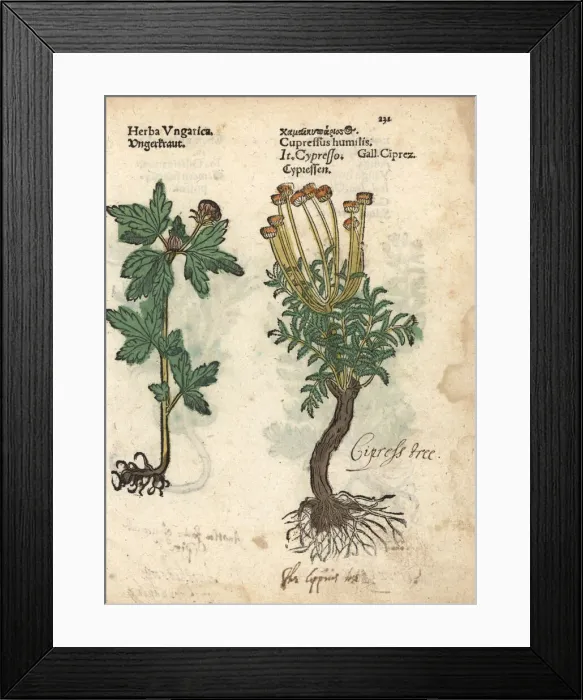 Framed Print : Tree mallow, Malva arborea, and cypress tree Framed Print : Tree mallow, Malva arborea, and cypress tree
