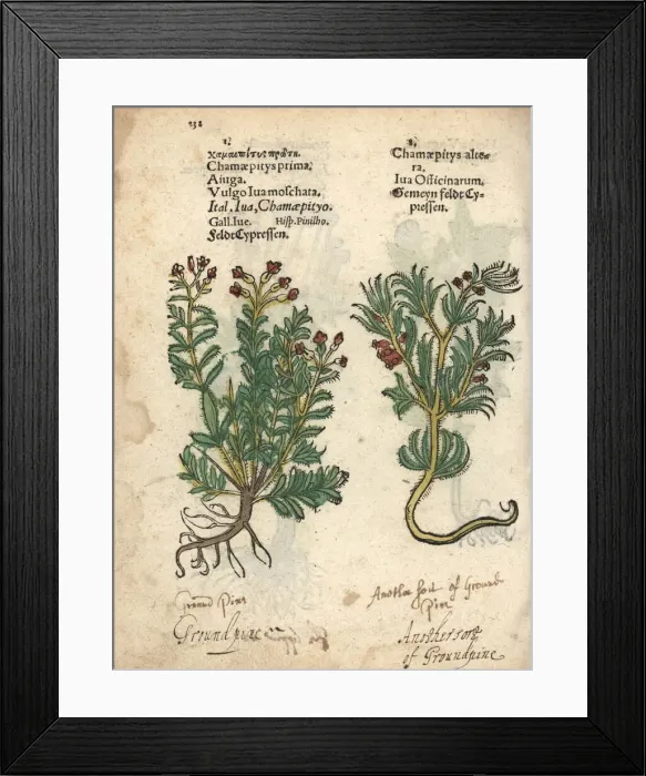 Framed Print : Yellow bugle or ground-pine species, Ajuga chamaepitys Framed Print : Yellow bugle or ground-pine species, Ajuga chamaepitys
