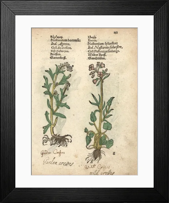Framed Print : Garden cress, Lepidium sativum, and creeping Framed Print : Garden cress, Lepidium sativum, and creeping