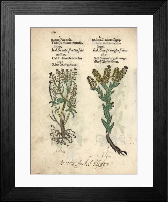 Framed Print : Creeping yellowcress, Rorippa sylvestris Framed Print : Creeping yellowcress, Rorippa sylvestris