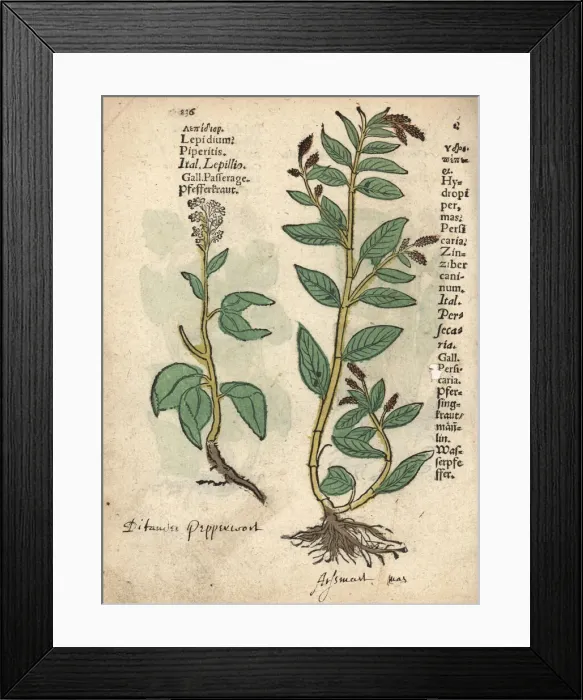 Framed Print : Pepperwort, Lepidium latifolium, and waterpepper Framed Print : Pepperwort, Lepidium latifolium, and waterpepper