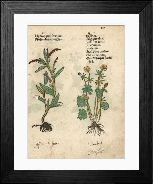 Framed Print : Waterpepper, Persicaria hydropiper, and water-crowfoot