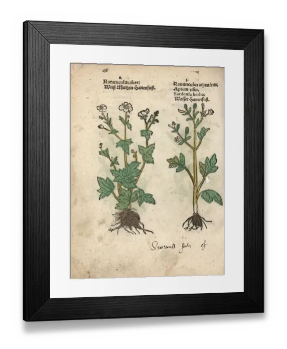 Framed Print : Water-crowfoot species, Ranunculus aquatilis Framed Print : Water-crowfoot species, Ranunculus aquatilis