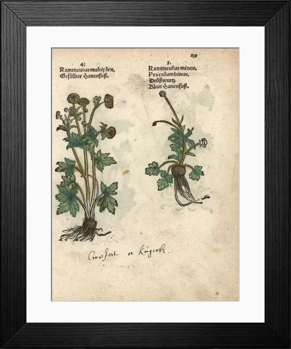 Framed Print : Varieties of crowfoot, Ranunculus multiplex Framed Print : Varieties of crowfoot, Ranunculus multiplex