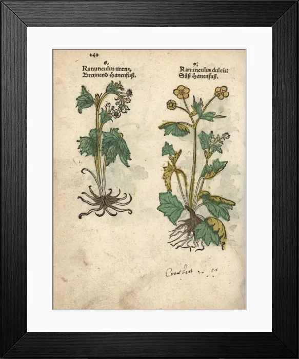 Framed Print : Varieties of crowfoot, Ranunculus urens Framed Print : Varieties of crowfoot, Ranunculus urens