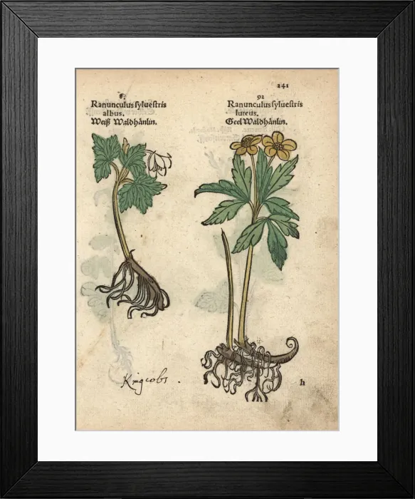 Framed Print : Varieties of crowfoot, Ranunculus sylvestris Framed Print : Varieties of crowfoot, Ranunculus sylvestris
