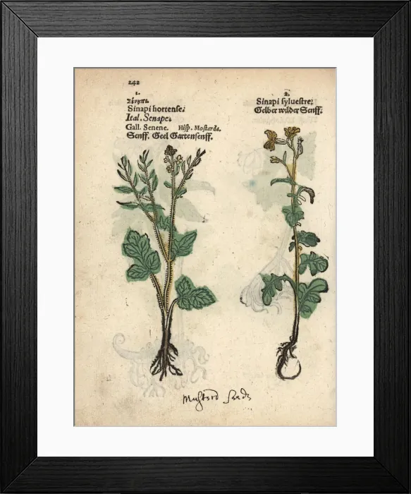 Framed Print : White mustard, Sinapis alba, and hedge mustard