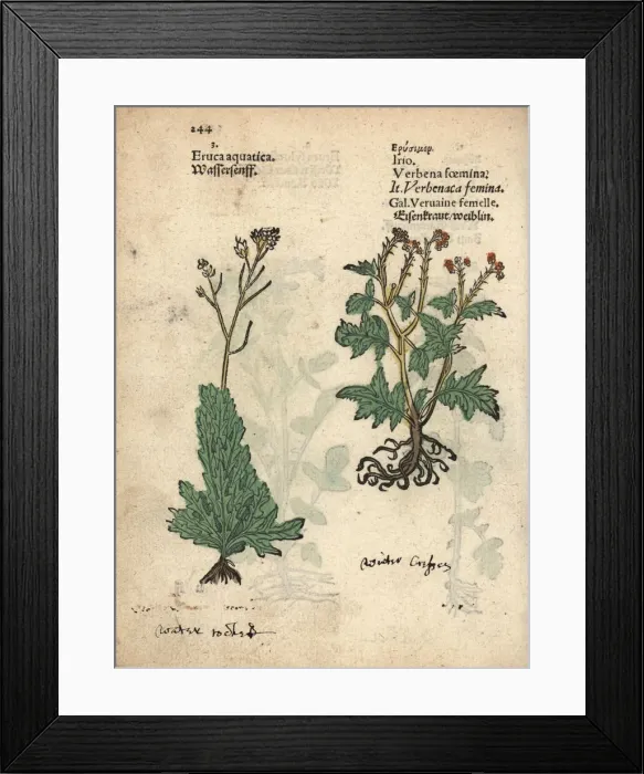 Framed Print : Water rocket, Eruca aquatica, and London rocket Framed Print : Water rocket, Eruca aquatica, and London rocket